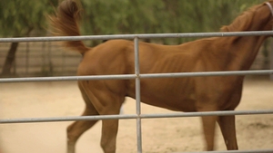 Icon Male: Bareback Bonanza