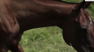 Drilling Deep In The Hayloft